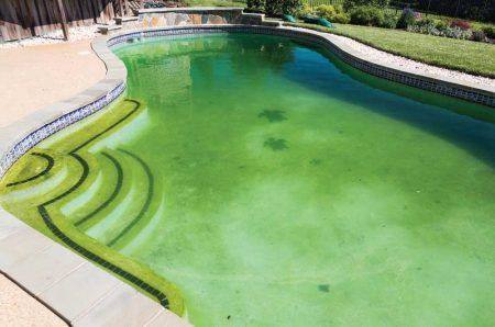 Example photo of a swimming pool with cloudy green algae